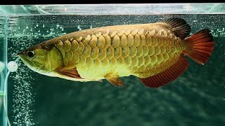 arowana fish /arowana fish breading /arowana fish price ll arowana fish tank ll arowana fish price