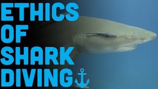 The Ethics Of Shark Diving