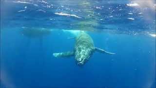 Humpback whale mother and baby play with us ... Réunion island.