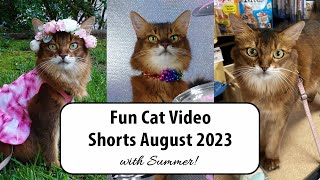 Fun and Funny Cat Video Compilation August 2023 - Summer’s Shorts #catvideos #cats 🐈