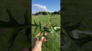 Больше не могу представить себя живущей в большом городе. 🌳