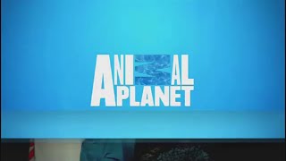 Animal Planet | Promociones (2015).