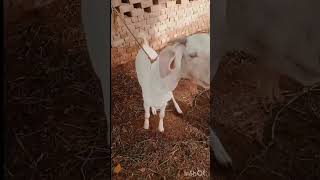 #goat #animals #funny #cute #love #music #uk #weddingceremony #highcpm