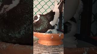 potter pigeons #fancy #bird #pigeon #birdspecies #kabootar #shortvideo #shorts #short