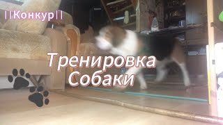 Тренировка собаки ||конкур||