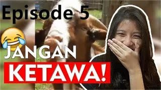 Tawa Bareng: Kumpulan Video Lucu Bikin Ngakak Terpingkal-Pingkal