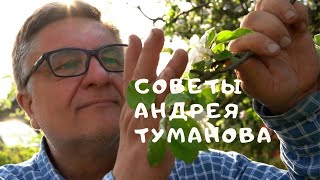 Андрей Туманов про обрезку крыжовника и красную смородину