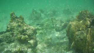 Snorkeling Belize Goff's Caye 4