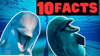 10 Amazing Facts About Dolphins