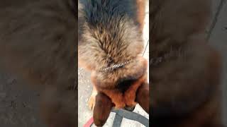 He knows that it's time for a morning walk.German shepherd morning walk #viral #trending #ytshorts