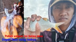 Umpan Jitu buat ikan SALAP Auto angkat Babon!!