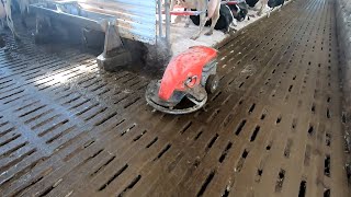 Robot Manure Scrapers at Work