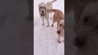 Dogs React!