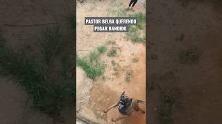 PASTOR BELGA MALINOIS REAGINDO A FIGURANTE NO MURO! VEJA !🔥🔥🔥