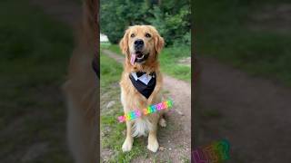 Gentleman Dance Battle #CuteDog #Goldenretriever #Dog #Goldie #SweetPaw #SweetDog #Shorts