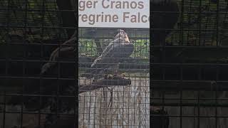 I speak english, I promise #peregrinefalcon #birds #falcon #birdrescue #birdsanctuary