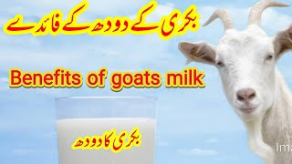 Benefits Of Goats Milk|Super Food|Best Milk For Childerns|#goat #goatfarming #goat milk #youtube