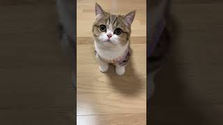 Cat citten best video by cat lovers video #music #musica #dj #catradio #catonahottinroof #mycat