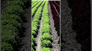 Lolo Rosso and Lettuce Farming @modernkheti