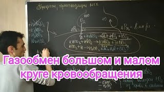 Физиология дыхание. Газообмен большом и малом круге кровообращение.