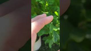 World's Smallest Praying Mantis