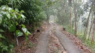 Walking Through Country and Forest Roads During Heavy Rain