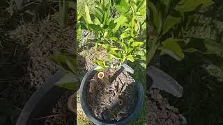 Black bamboo planted in the pot.