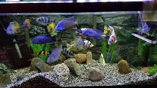 African Cichlid tank, Community tank, and Green Spotted Puffer update