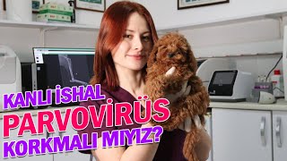 Köpeklerde Kanlı İshal: Parvovirüs