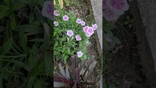 Dianthus blooms at terrace garden | Bushy  plant with | Pretty flowers #gardenstyle #nature #shorts