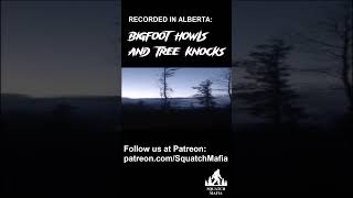 Bigfoot Howls and Tree Knocks from Alberta