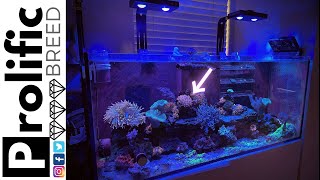 RED SEA REEFER 350 UPDATES | PROGRESS 3 YEARS LATER