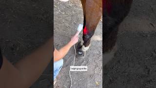 HORSE WITH FRACTURED KNEE GETS THERAPY #pemf #infrared #horserescue