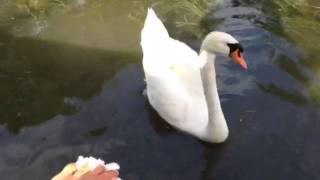 I love my Gino Swan, gentle swan feeding