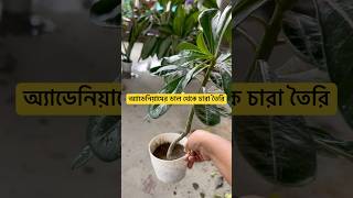 how to grow adenium from cuttings।এডেনিয়ামের চারা তৈরি #plants #short #youtubeshorts #adenium