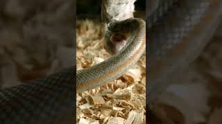 Feeding a hungry snake is Both attractive and scary.be careful #scary #snake  #amaazon #venom #cycle