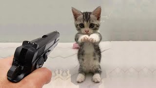 ПРИКОЛЫ С ЖИВОТНЫМИ ДО СЛЕЗ / Смешные КОТЫ 2022 / Приколы с КОТАМИ / Funny ANIMALS video