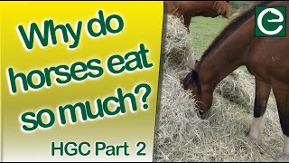 Horses, Pasture and Grazing - WHY DO HORSES EAT SO MUCH? WHY DO THEY NEED SO MUCH FOOD?