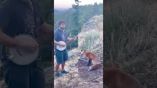 Man plays banjo for red fox #animals #music #nature