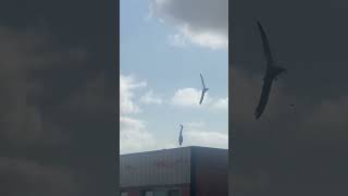 Amsterdam Wild Birds Vol.1 -Ardea cinerea (Gray Heron) vs. Larus canus (Gulls Showdown) #shorts