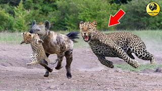 Crazy Battles of PREDATOR►► Hyena, Leopard, impala, porcupine || Best Moments Of Wildlife 2021