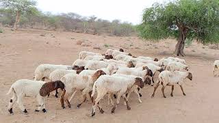 Sheeps in the Thar desert