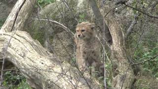 Etosha - Zoo Basel