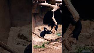 Funny Andean Bear at San Diego Zoo #wildlife #animals #bear #shorts #viral #trending