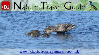 Grey Duck Family in Mud at Invercargill | Moments #50 | Nature Travel Guide