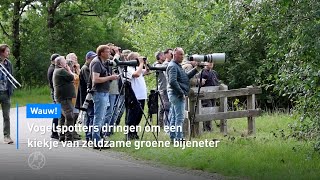 🐦‍⬛ Vogelspotters dringen om een kiekje van zeldzame groene bijeneter | Hart van Nederland