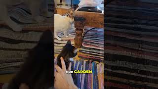 Unexpected Cats: Thrown Into My Garden!