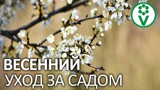 САМЫЕ ВАЖНЫЕ МЕРОПРИЯТИЯ В САДУ ВЕСНОЙ! Обрезка, побелка, обработка и подкормка сада