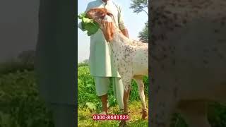 #shorts | goat for sale | bakri for sale | pregnant goat | shorts | shortvideo