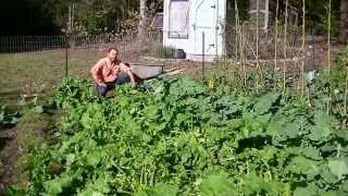 Fall garden. turnip, okra, rape, snap beans, collards, broccoli.